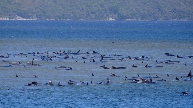 470头领航鲸搁浅澳洲 大部分已经死亡