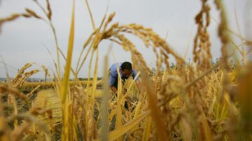 中國糧食危機來臨？多省糧價大漲通知曝光