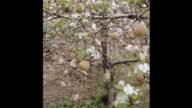 紅朝異象:蘋果將熟掛滿枝 又開一樹新花（視頻）