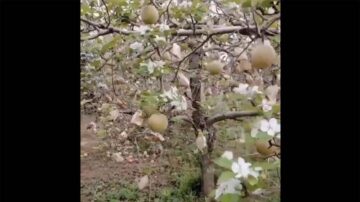 紅朝異象:蘋果將熟掛滿枝 又開一樹新花（視頻）