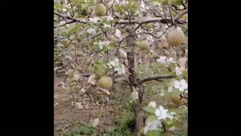 紅朝異象:蘋果將熟掛滿枝 又開一樹新花（視頻）