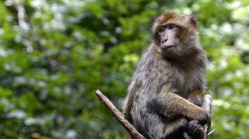 中國猴子搶食遭喝斥 叫來猴群圍毆男子致重傷