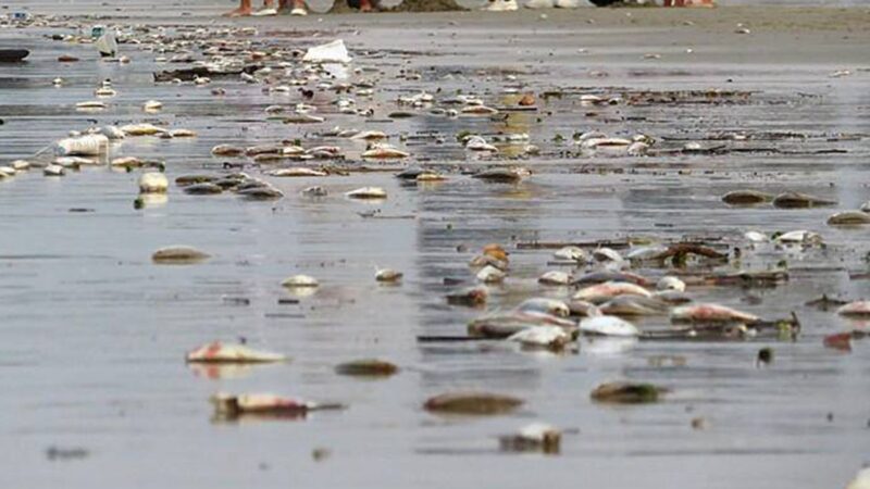 異象！廣西海灘死魚綿延8里 數量還在增加(視頻)