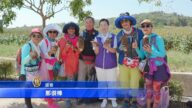 烈屿芋头季登场 千人挖芋头体验农事乐