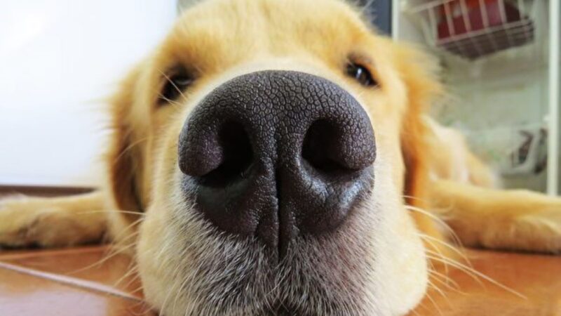 為什麼小狗的鼻子是冷的？