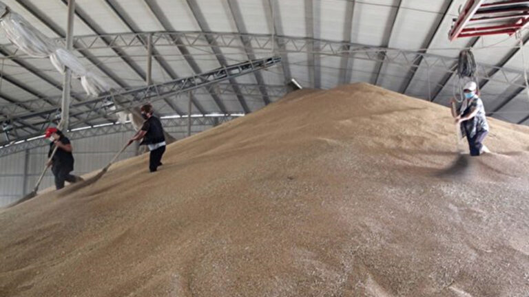 大陸又現毒大米 廣東國糧購入近2600噸鎘大米