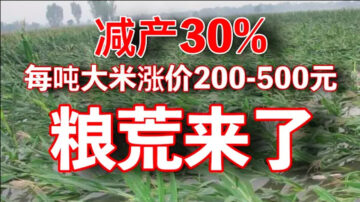 老黑：中國大米減產30% 米廠進入瘋搶模式 漲價已經開始