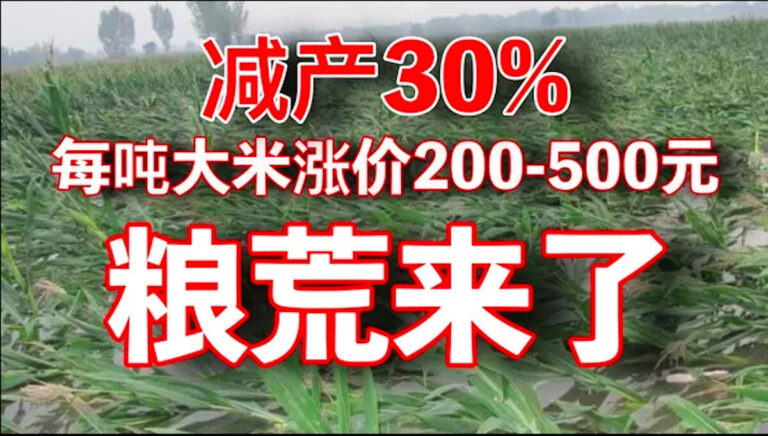 老黑：中國大米減產30% 米廠進入瘋搶模式 漲價已經開始
