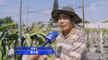 农场达人分享4招 种出完美火龙果