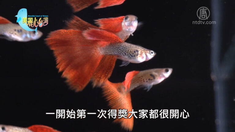 美麗心台灣：孔雀魚探索驚喜多