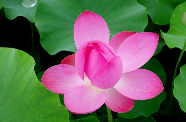 耿介守正 雅量容人——呂蒙正