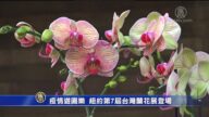 疫情游园乐 纽约第7届台湾兰花展登场