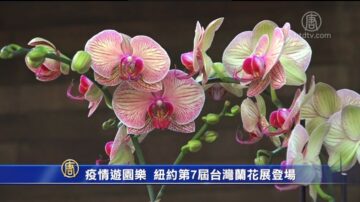 疫情遊園樂 紐約第7屆台灣蘭花展登場