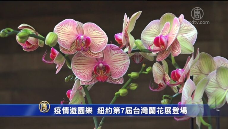 疫情遊園樂 紐約第7屆台灣蘭花展登場