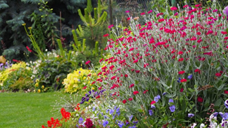 12種漂亮的銀葉植物點亮你的花園（下）