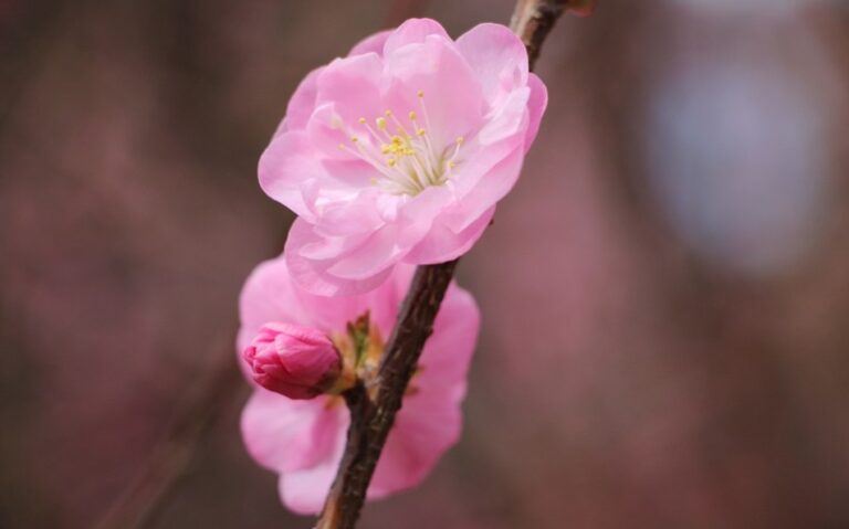 虔誠默念九字真言 九旬老母親三次起死回生