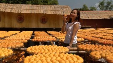 九降风报到 柿子美拍尝鲜正是时候