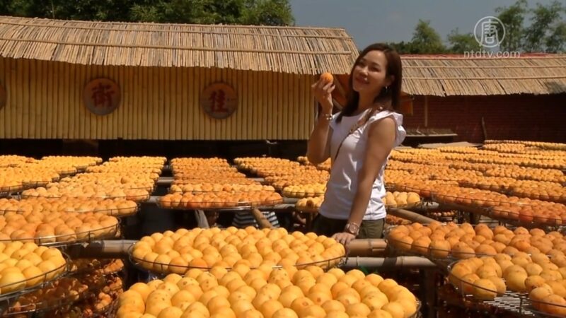 九降風報到 柿子美拍嚐鮮正是時候