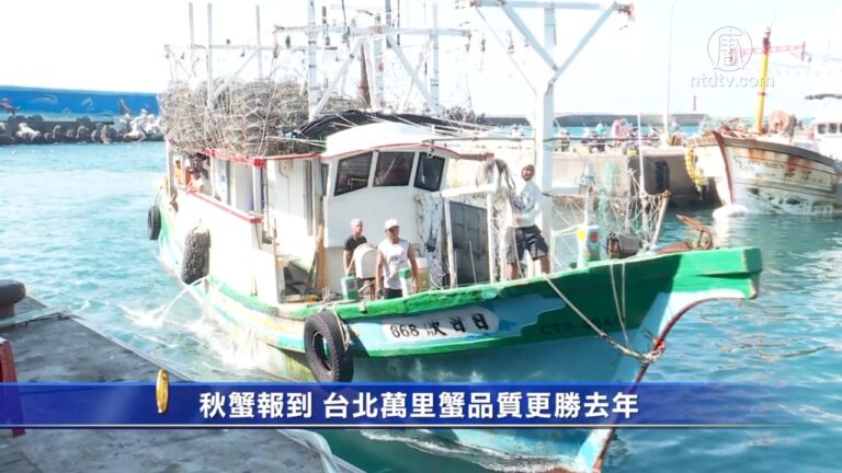 秋蟹報到 台北萬里蟹品質更勝去年