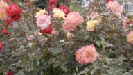 京成玫瑰花满开 金秋十月香溢园