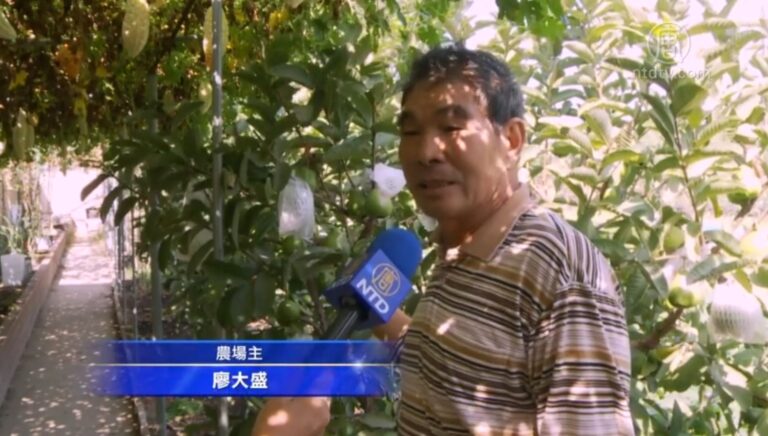 番石榴自己種 蔬果種植專家分享經驗談