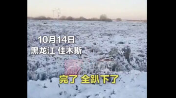 黑龙江多地降雪 压倒成熟水稻愁坏农民