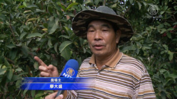 莲雾种植关键在防寒 42度以下要保温