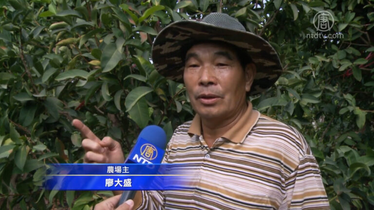蓮霧種植關鍵在防寒 42度以下要保溫