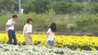 苗栗铜锣“杭菊芋头节”浪漫登场 花期3周