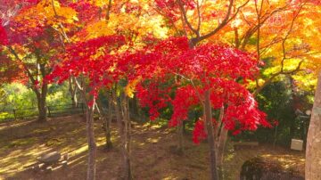 笠置山自然公園賞楓 探京都古寺風光