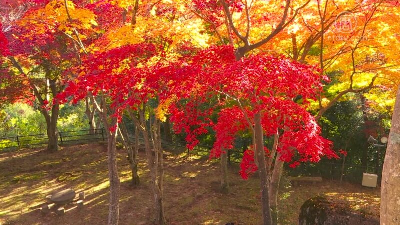 笠置山自然公园赏枫 探京都古寺风光