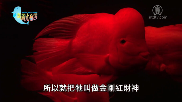 美麗心台灣：亮麗討喜的金剛紅財神