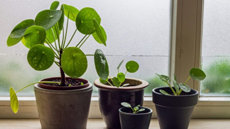 呵护室内植物度过寒冬的5大技巧