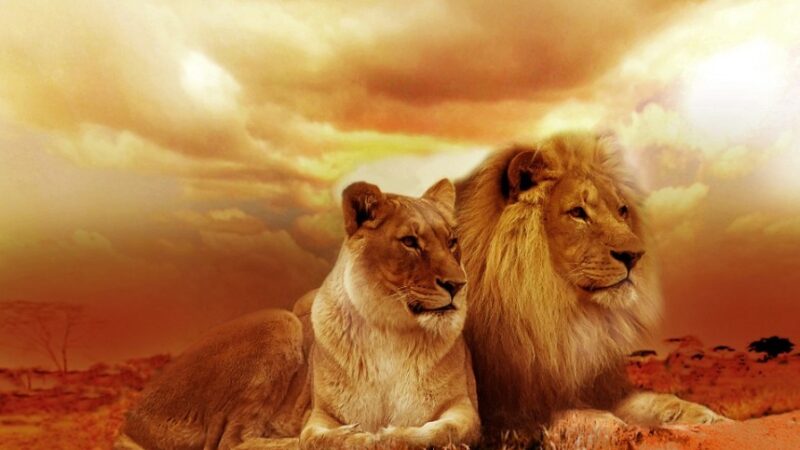 从《狮子王》经典台词 看天选之王的成长