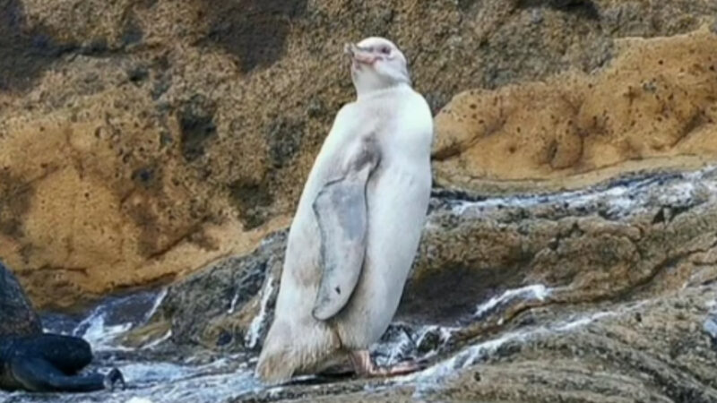 黑色燕尾服不见了？ 白企鹅首现厄瓜多尔国家公园