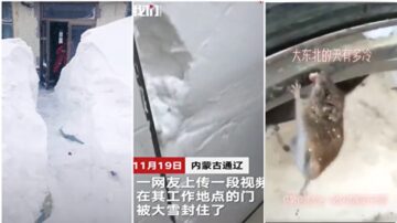 东北特大暴风雪 老鼠的舌头都冻住了(多视频)