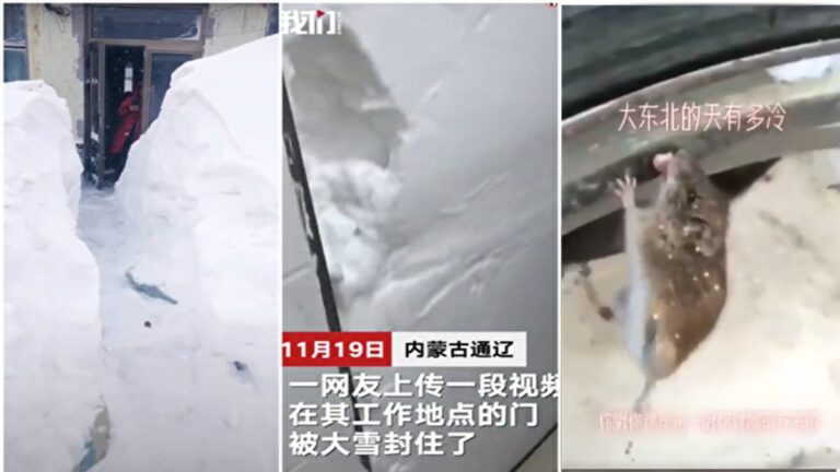 東北特大暴風雪 老鼠的舌頭都凍住了(多視頻)