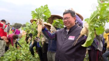 桃園花彩節 大園展區千人體驗拔蘿蔔