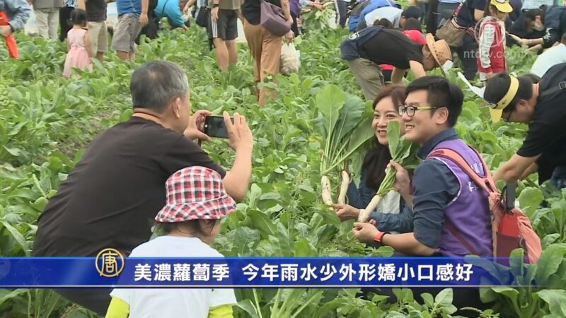 美浓萝卜季 今年雨水少外形娇小口感好