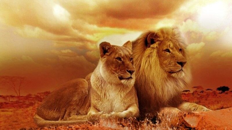 《獅子王》復仇記：王位之爭即正邪大戰