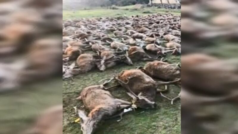 赶尽杀绝 西班牙猎人滥杀逾500头动物摆拍(慎入)
