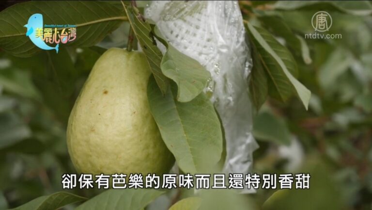 美麗心台灣：有機無毒的世界