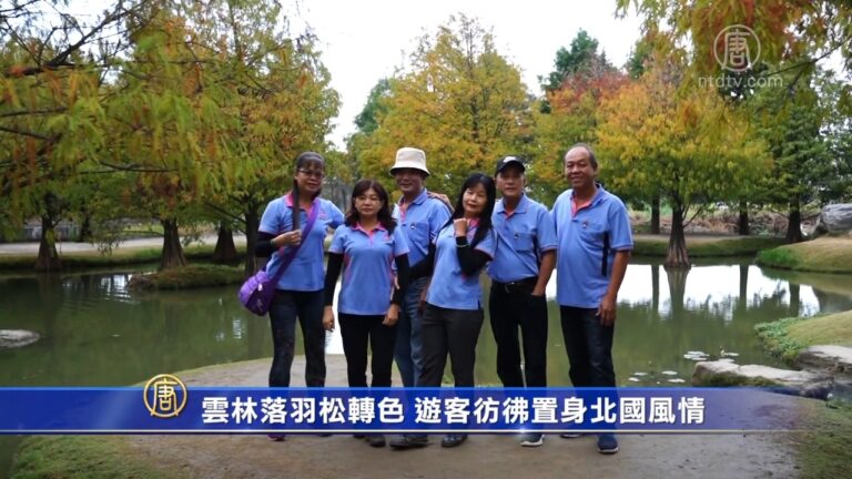 雲林落羽松轉色 遊客彷彿置身北國風情