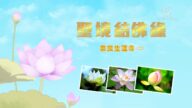 【你好日本】聖境結佛緣——日本奈良古寺生蓮寺（二）