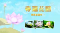 【你好日本】寺蓮花開——日本奈良古寺生蓮寺（一）