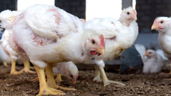 中國又爆新種病毒患者確診高致死 H5n6 湖南省永州市 禽流感 新唐人中文電視台在線