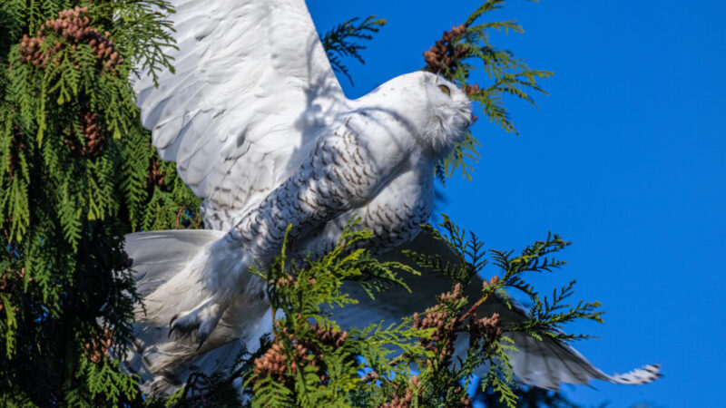 组图：罕见白色猫头鹰现踪华盛顿州