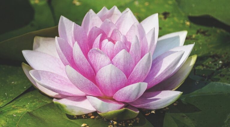 肖明：疫情未了 救命法寶要記牢