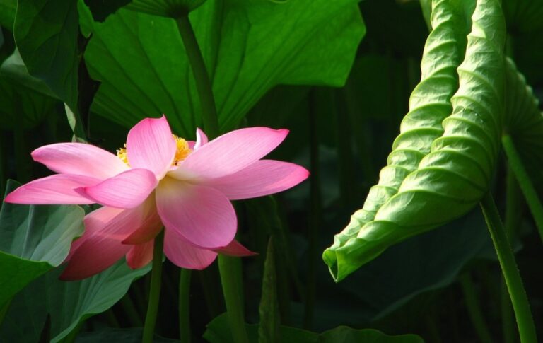 隨師萬里行（圖）