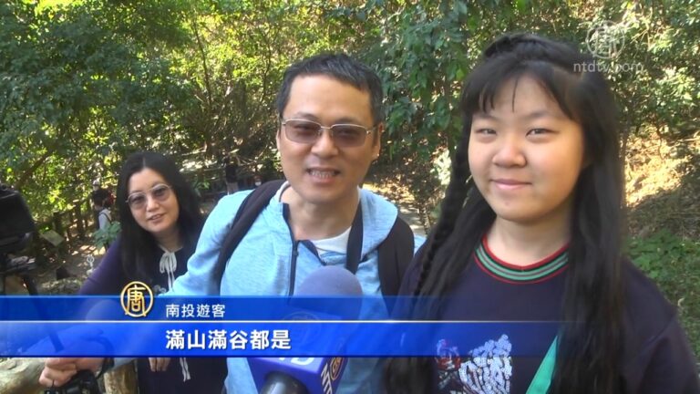 茂林紫斑蝶 氣候變遷改變越冬棲息狀態